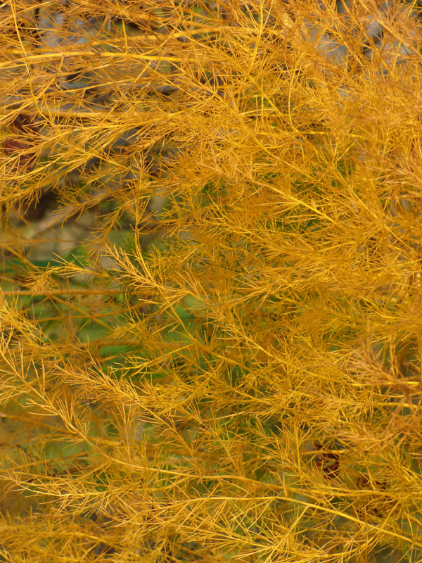 Asparagus officinalis
